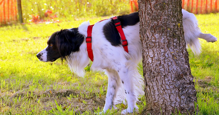 Pizzi contro il degrado urbano a Domo: “Analisi del Dna alle deiezioni dei cani”