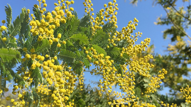 mimosa1