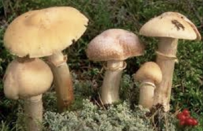 Arrivano i risultati delle analisi dei funghi radioattivi. Sconsigliato il consumo di due specie