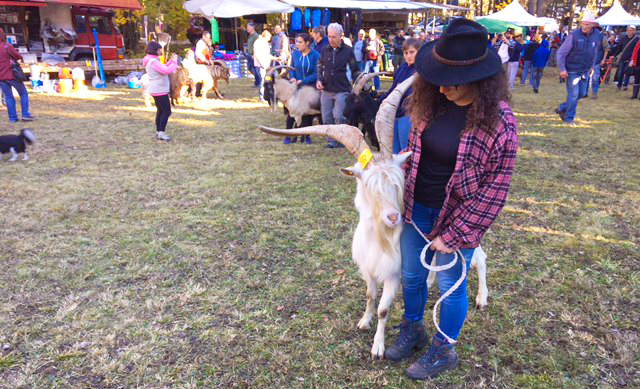 capre trasquera 16 sunei