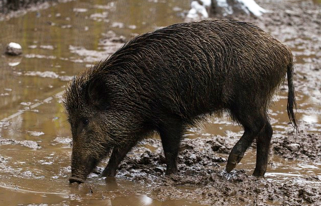fango cinghiale
