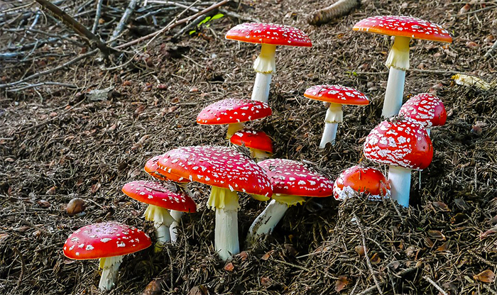 E' allerta funghi: i rischi di essere un "fungiat", ambiente ostile e specie velenose