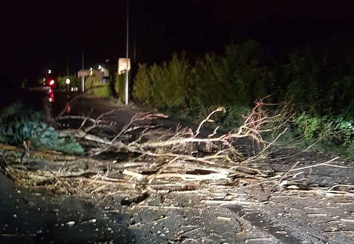 Forti temporali sull'Ossola. Una pianta sulla strada al Croppo
