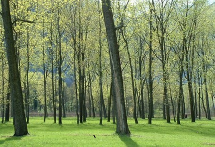 A Premosello un tavolo tecnico per l'inserimento del Bosco Tenso nel Parco della Val Grande