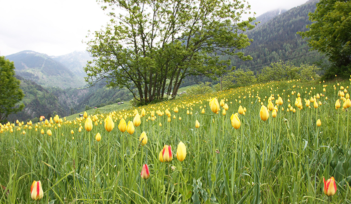 Il tulipano di montagna, unico al mondo, unisce i Parchi vallesani ed ossolani