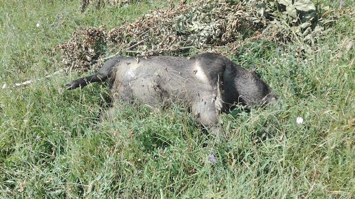 Cinghiale urta un'auto e muore. La carcassa rimossa dopo due giorni