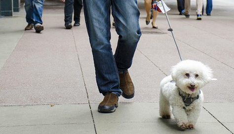 cane bianco passeggio