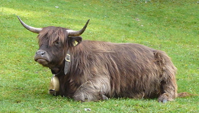 Mostra bovina della Vigezzo, tutti i vincitori. Sempre più diffuso l'allevamento delle Highlander 
