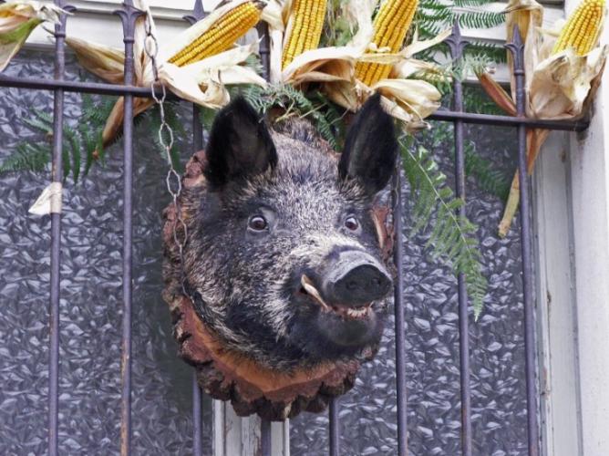 Migiandone: la XII Sagra del cinghiale, domenica 