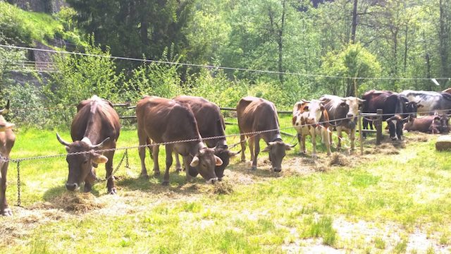 WP 20160522 054 e1524496624564