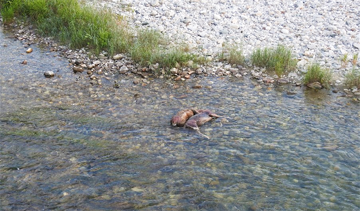 Cervi morti nel Toce, due carcasse rinvenute a riva. Foto