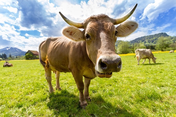 A Verampio la prima esposizione bovina organizzata dai produttori di Bettelmatt