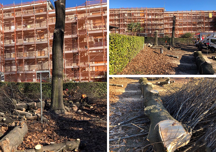 Querce di 50 anni marce all'interno, tagliate le piante del Parco giochi di via Scapaccino