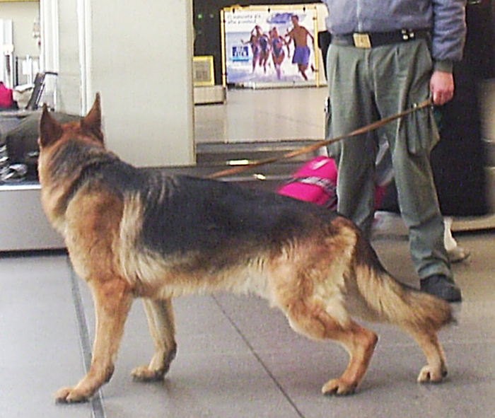 Quattro chili di marijuana in valigia, ma è fiutata dai cani in stazione a Domo