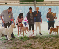 corta cani macugnaga