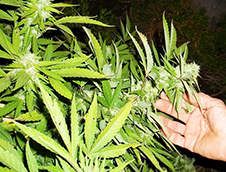 corta marijuana mano