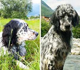 corta setter scomparsi baceno