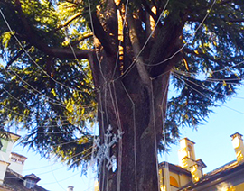 corta albero rovereto luci