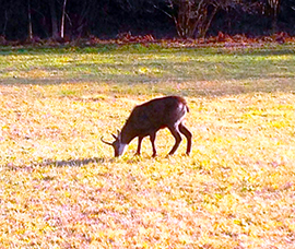 corta camoscio turla cosasca