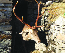 corta cervo gustavo trasquera