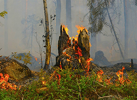 corta incendio bosco