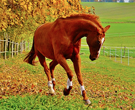 corta cavallo imbizzarrito