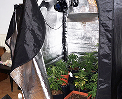 corta ok serra mariuana