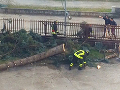corta pianta albero vigili fuoco