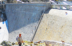 270.uttini FOTO CINGINO CON STAMBECCHI