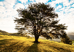 corta albero monumentale