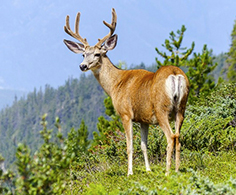 corta cervo montagna 