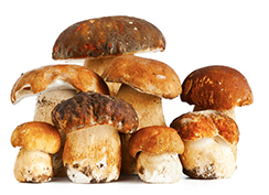 corta funghi porcini