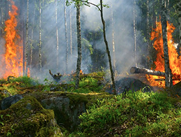 corta incendio bosco