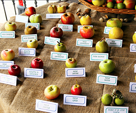 corta mele varieta esposizione