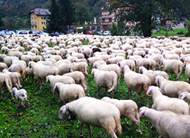 corta pecore premia migrar