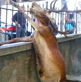 270.cervo morto varzo