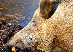 corta cinghiale morto