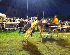 corta palio asini masera