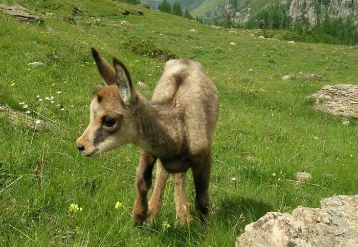 Progetto "Green agent": il servizo civile nelle aree protette del VCO 