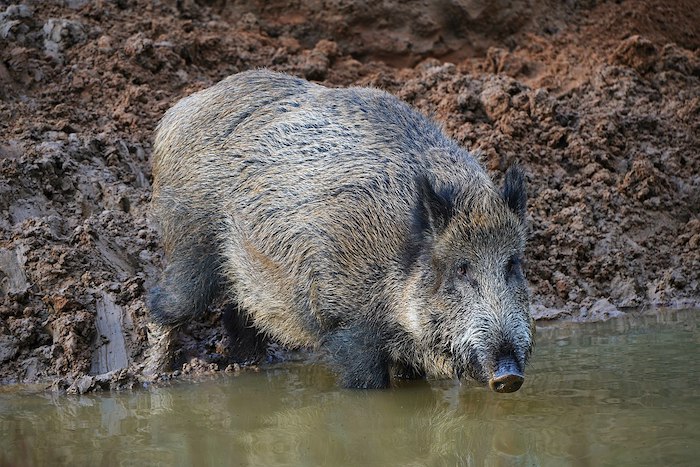 Cinghiale sotto il treno, ritardi sulla tratta dei pendolari 