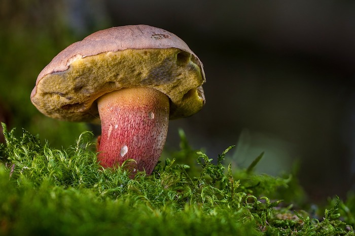 A Druogno un corso nazionale per micologi 